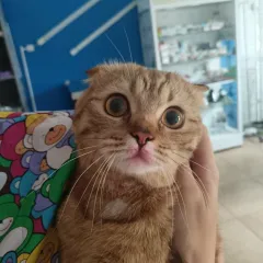 фото №2: ветеринарная клиника солнечная