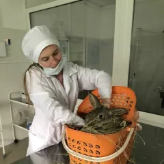 валерия янченко, , ветеринарный врач, ,