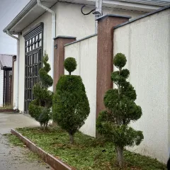 Главное фото: Краснодар, Услуги, Дизайнеры, Ландшафтный дизайнер: Топиарная стрижка растений (Западный, Карасунский, Прикубанский, Центральный, пригород (по договорённости)) - 19 ноября 2025 г. 16:01