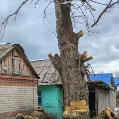 Брюховецкая, Разное, Все районы города Брюховецкая, Спил деревьев, Обрезка плодовых | 15 ноября 2025 г. 22:01