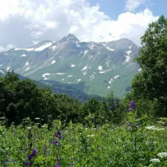 Главное фото: Краснодар, Услуги, Перевозки и курьеры, Пассажирские перевозки: Яворова Поляна Гузерипль - заброска, трансфер. (Все районы города Краснодар и пригород (по договорённости)) - 05 декабря 2025 г. 12:57