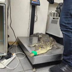 фото №1: ветеринарная клиника солнечная