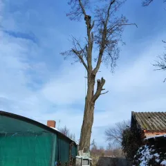 Краснодар, Разное, Спил деревьев, Обрезка плодовых | 15 ноября 2025 г. 21:57