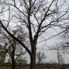 Тимашёвск, Разное, Все районы города Тимашёвск, Спил деревьев, Обрезка плодовых | 15 ноября 2025 г. 20:12