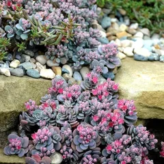 Краснодар, Озеленение (ландшафтные проекты), Западный р-н, Карасунский р-н, Прикубанский р-н, Центральный р-н, выезд до 30 км от г. Краснодар, Озеленение территории, автоматический полив, рулонный газон | 31 октября 2025 г. 16:58